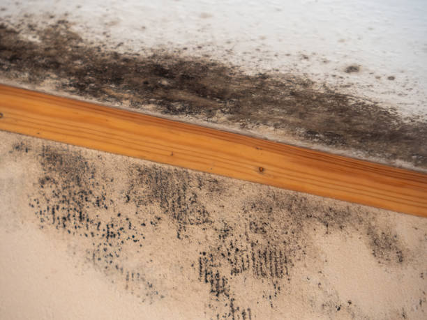 Best Dehumidification Services  in Winchester, NV
