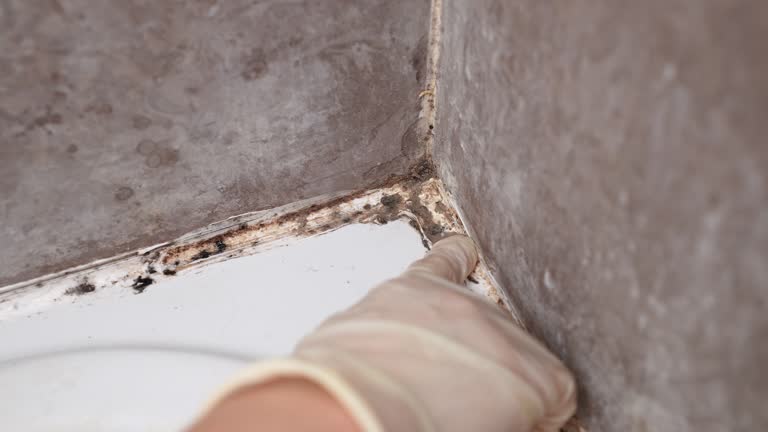 Best Attic Mold Removal  in Winchester, NV